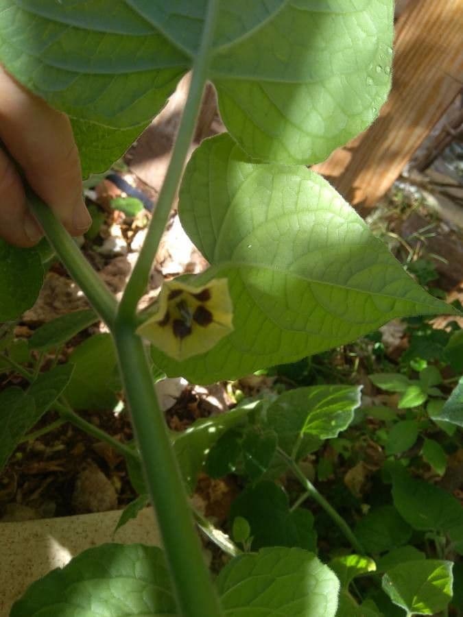 Physalis pubescent 9