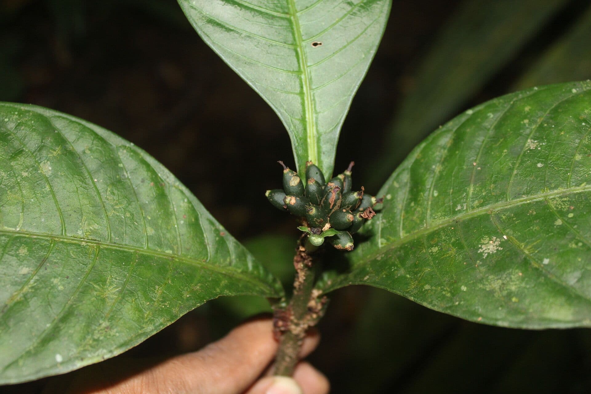 Amphidasya 5