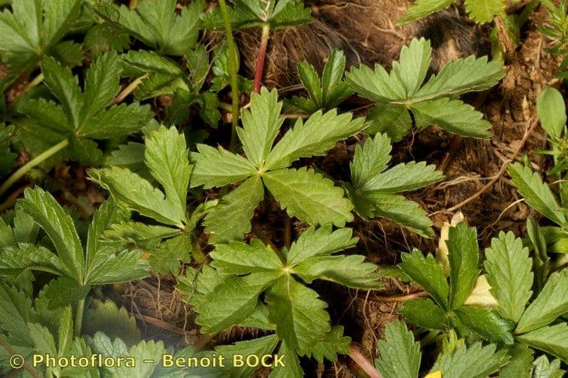 Potentilla pyrenaica 23