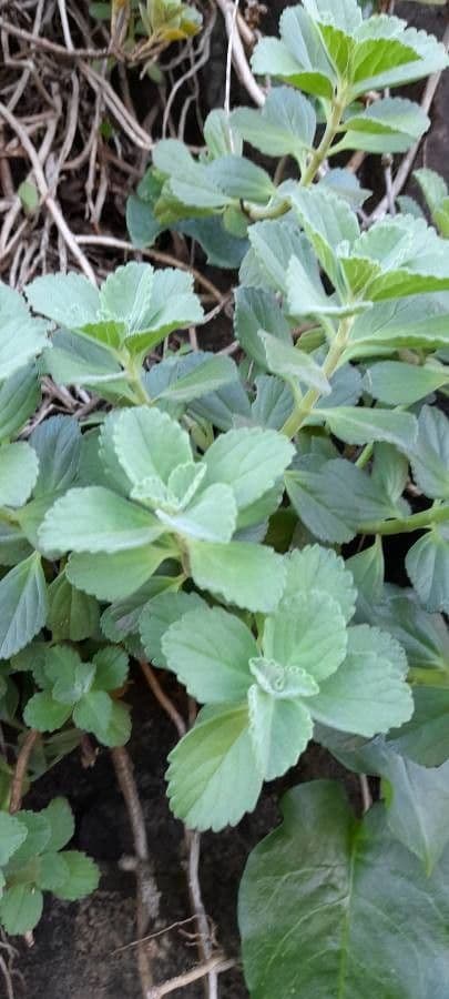 Plectranthus ornato 13