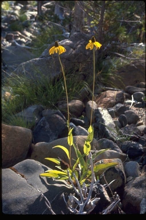 Rutenbeckia 7