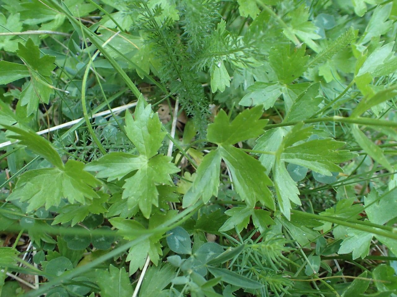 Ranunculus aduncus 19