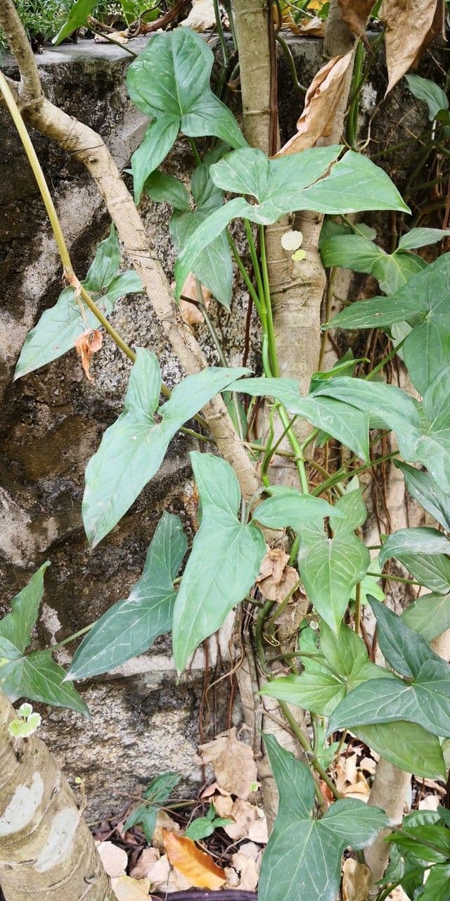 Typhonium 6