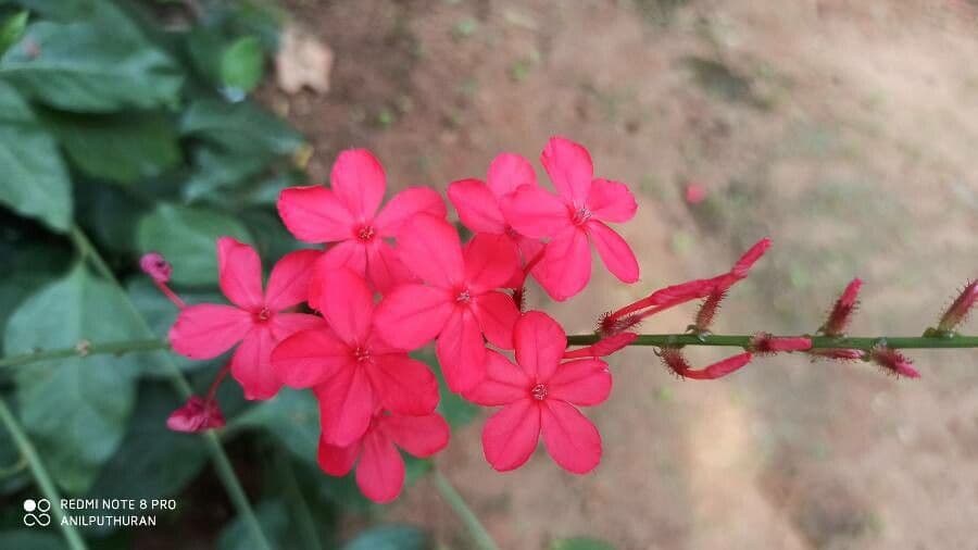 Plumbago 5