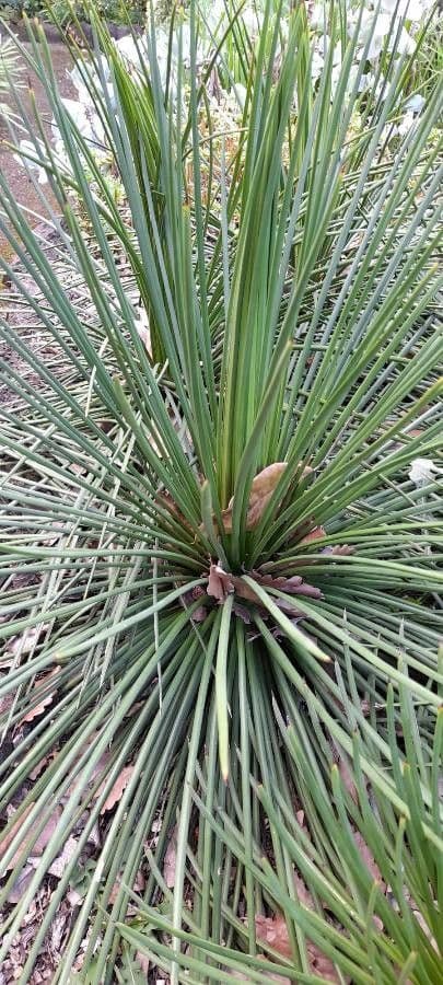 Agave 5