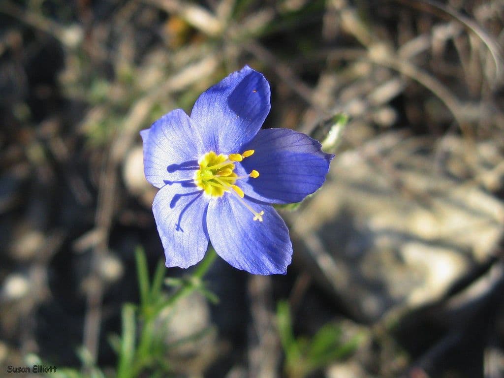 Giliastrum