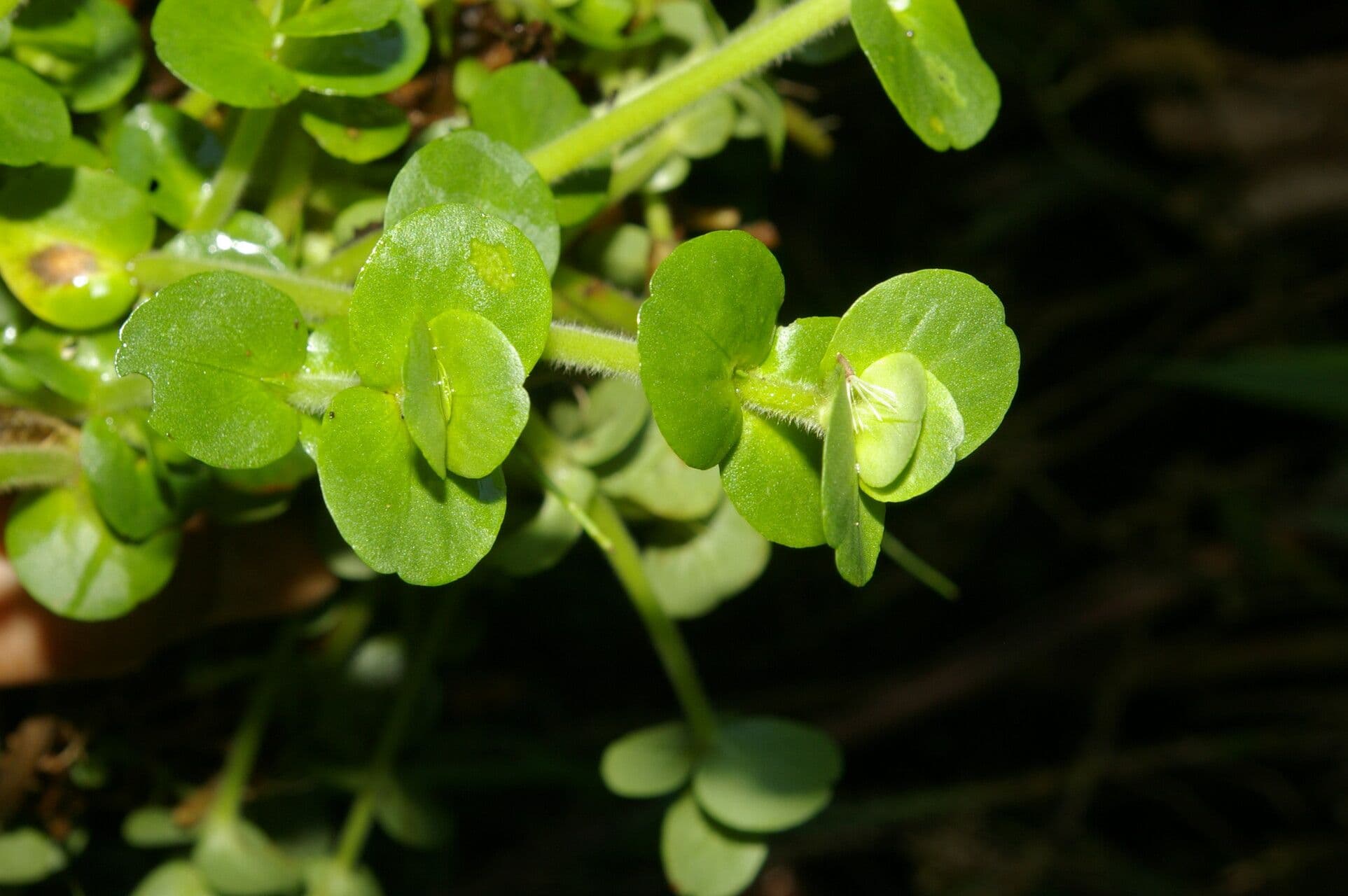 Bacopa salzmannii 14