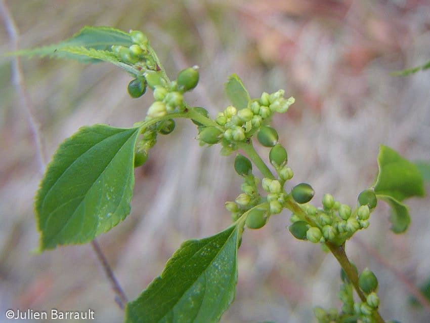 Trema canapa 3