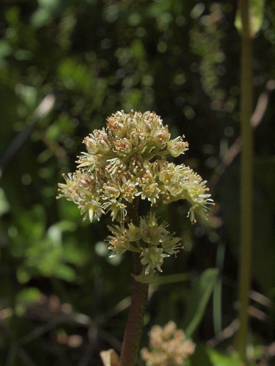 Leptarrhena 5