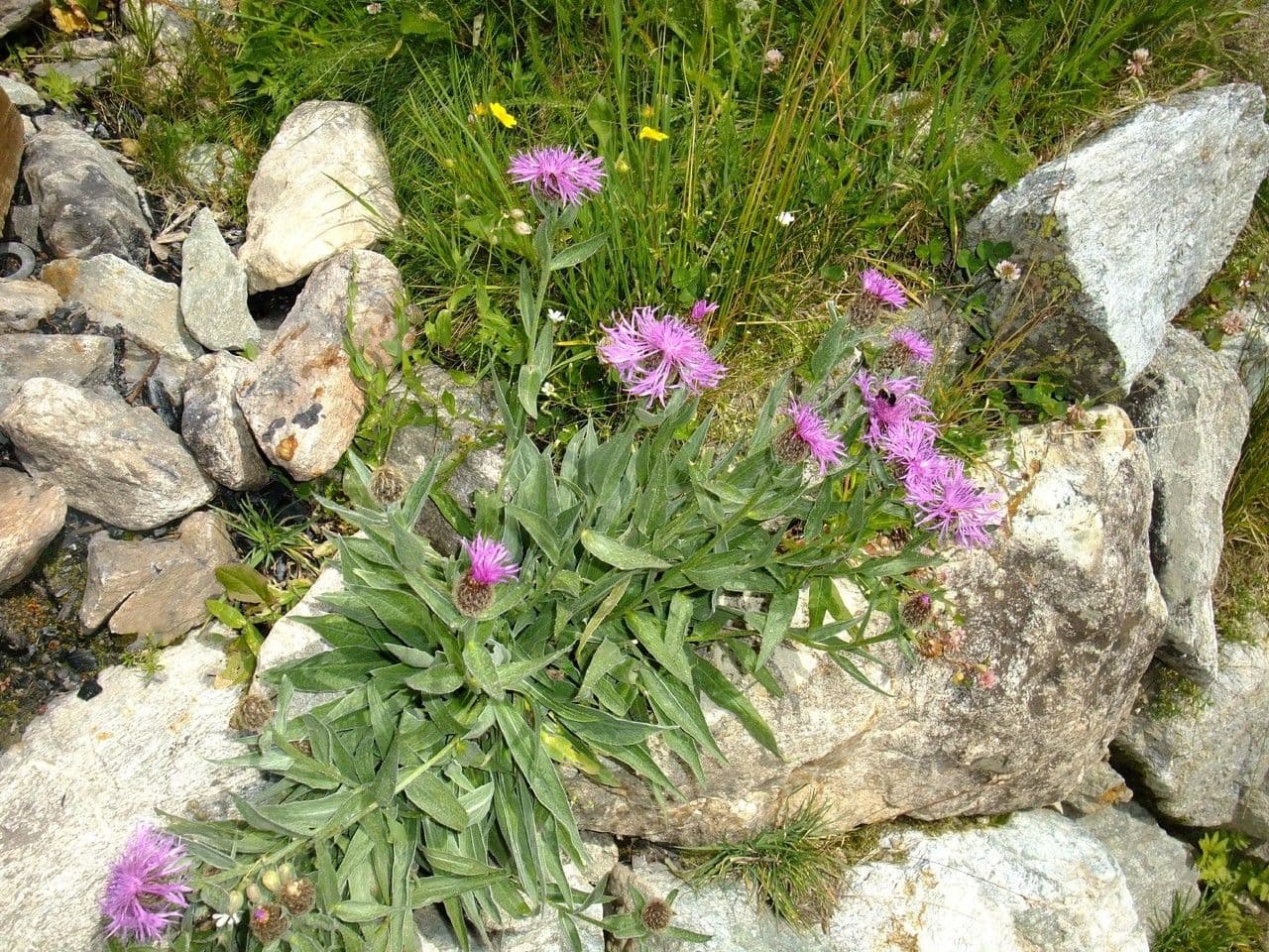 Centaurea nervée 13