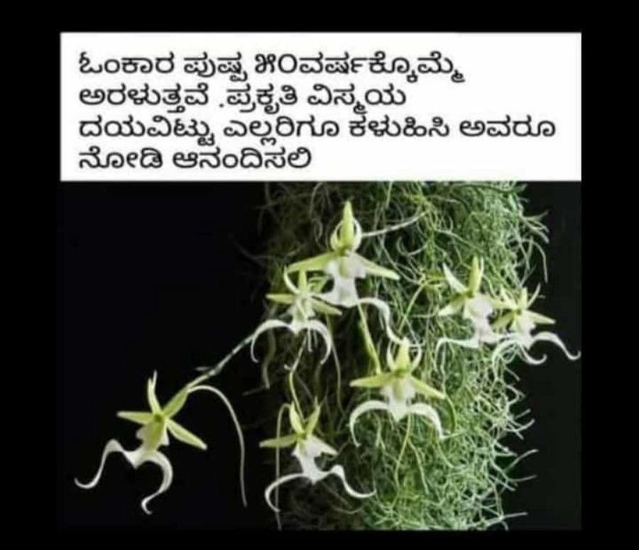 Dendrophylax 2