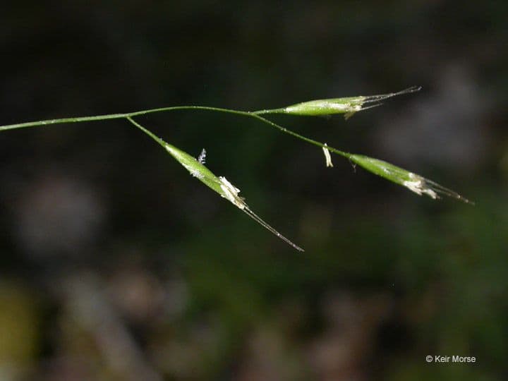 Festuca occidentale 4