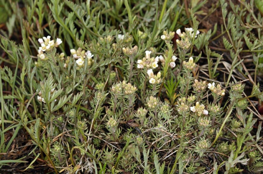 Polyctenium Fremonta 4