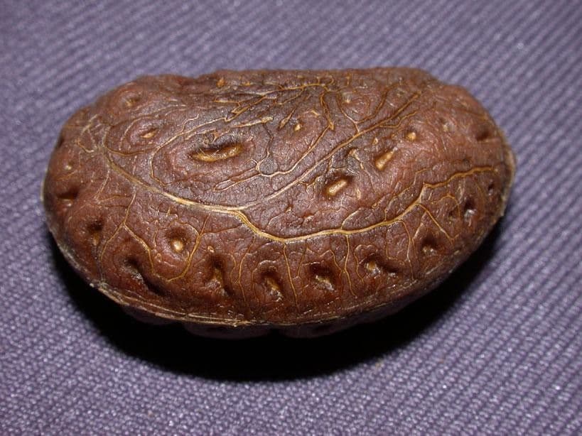 Anomospermum reticulatum 14