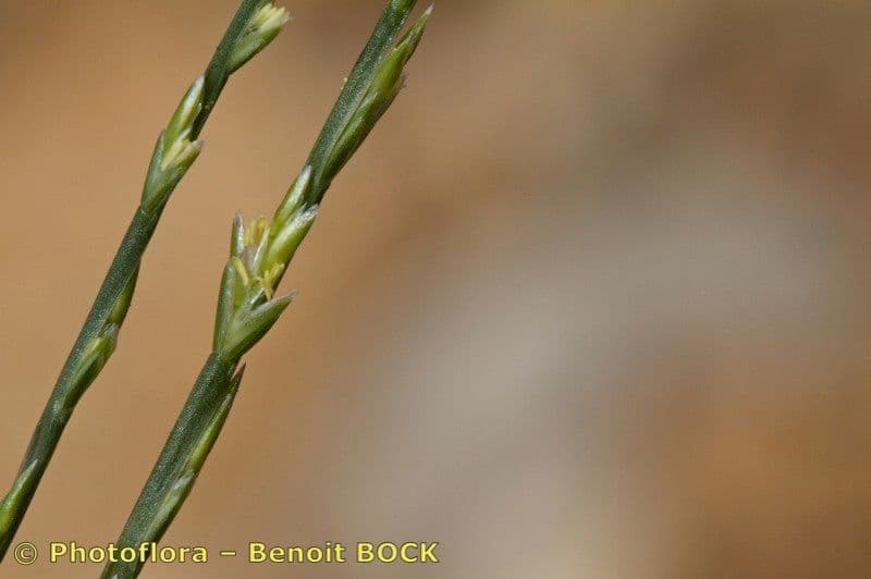 Festuca 7