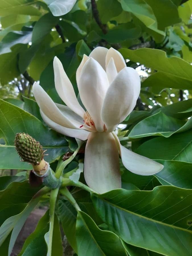 Magnolia ufficiale 6