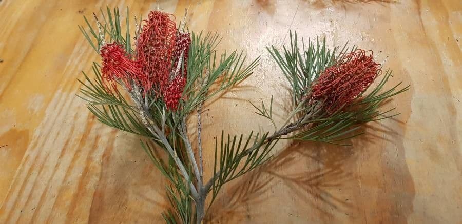Grevillea 8