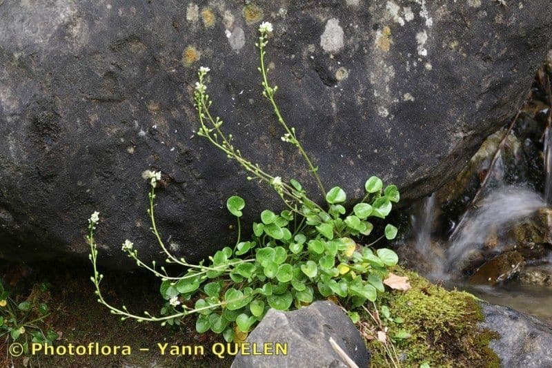Cochlearia pyrenaica 7