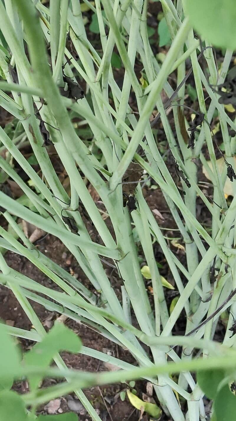 Baptisia 22