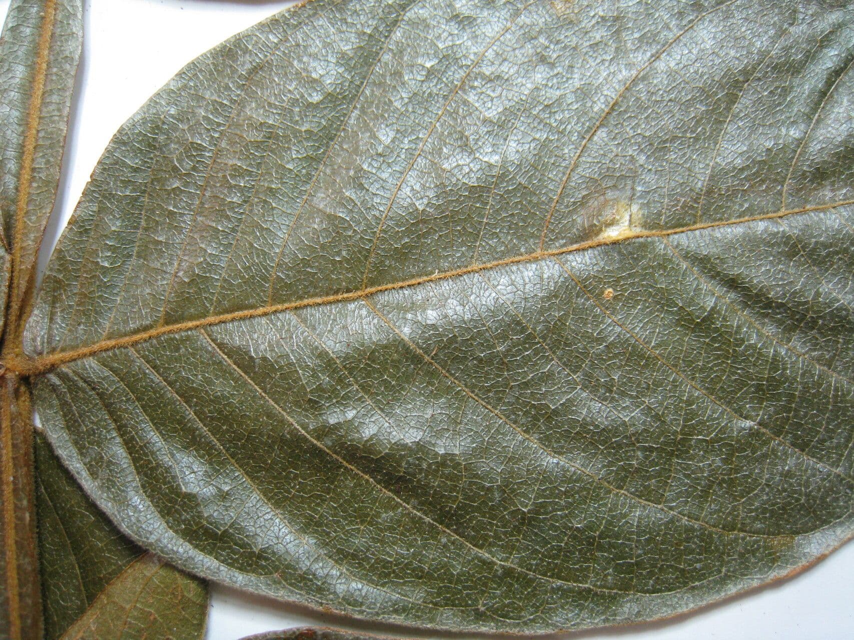 Inga striata 4
