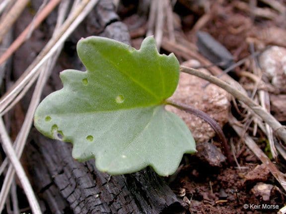 Cardamine di Nuttall 14