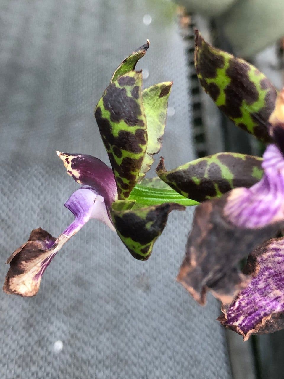Zygopetalum 7