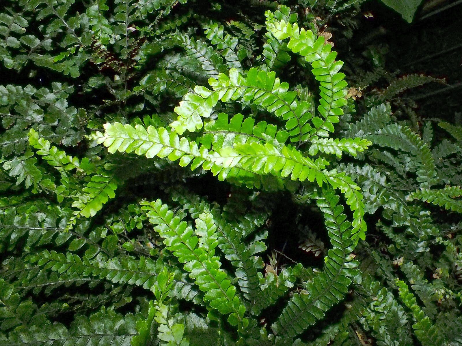 Capelvenere ispido 10