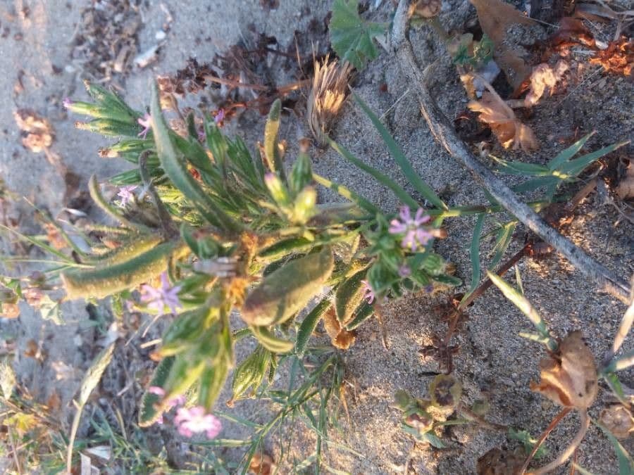 Silene 2