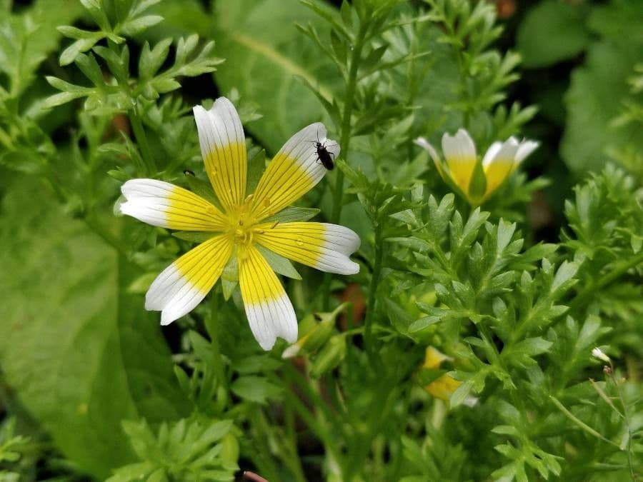Limnanthes 3
