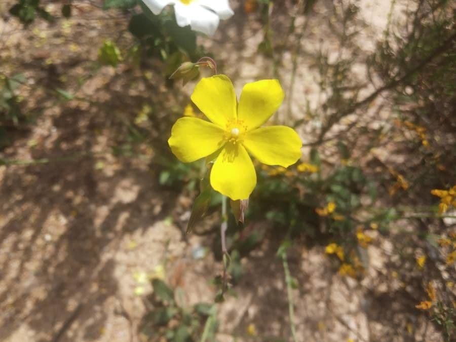 Tuberaria