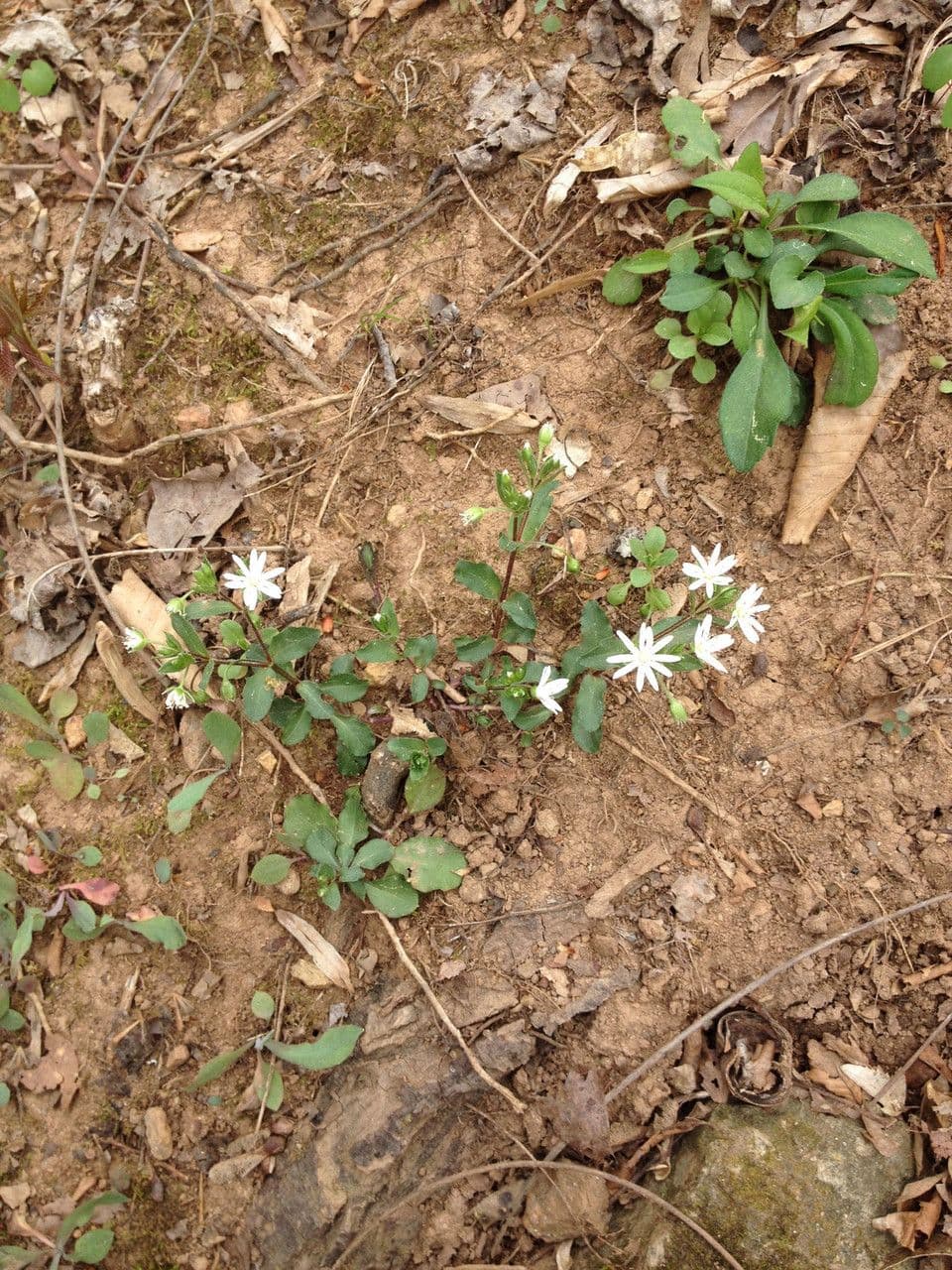 Stellaria pubescente 7