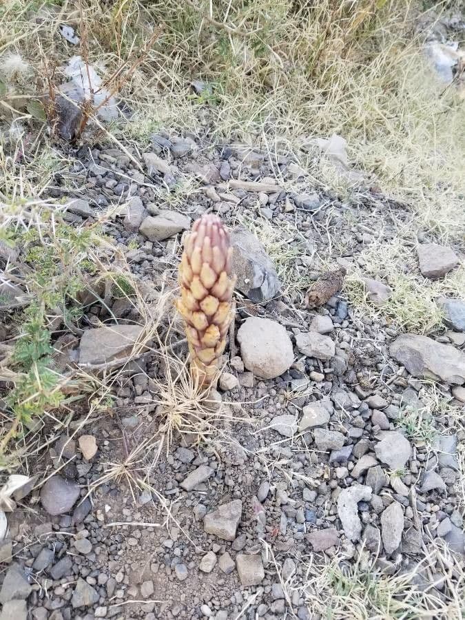 Cistanche 24