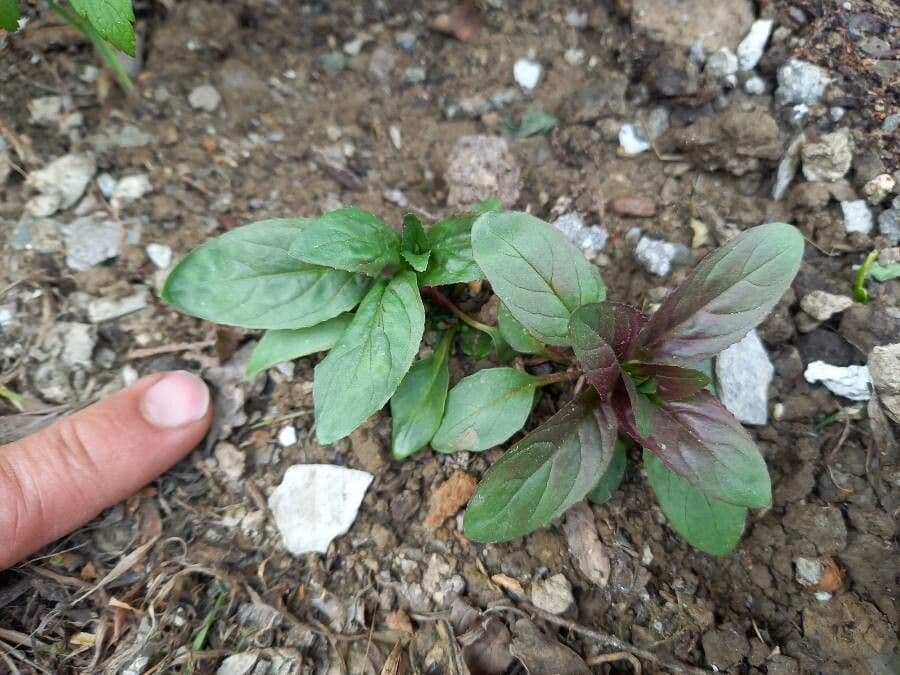 Garofanino quadrangolare 15