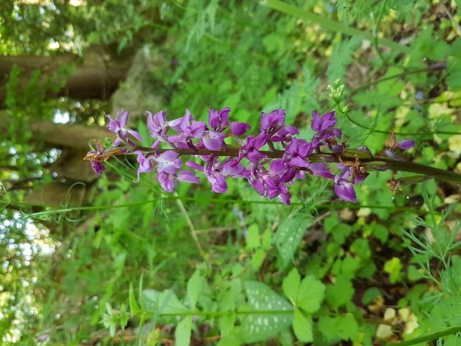 Stattliches Knabenkraut 10