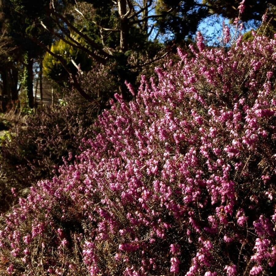 Graue Heide 14