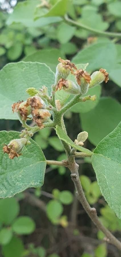 Cordia 5