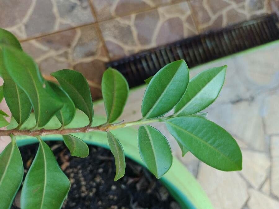 Jaboticaba 11