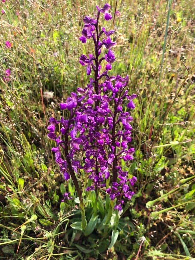Orchide minore 26