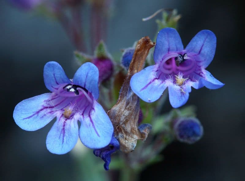 Penstemon basso 2