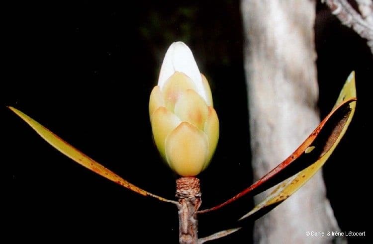 Melaleuca 3