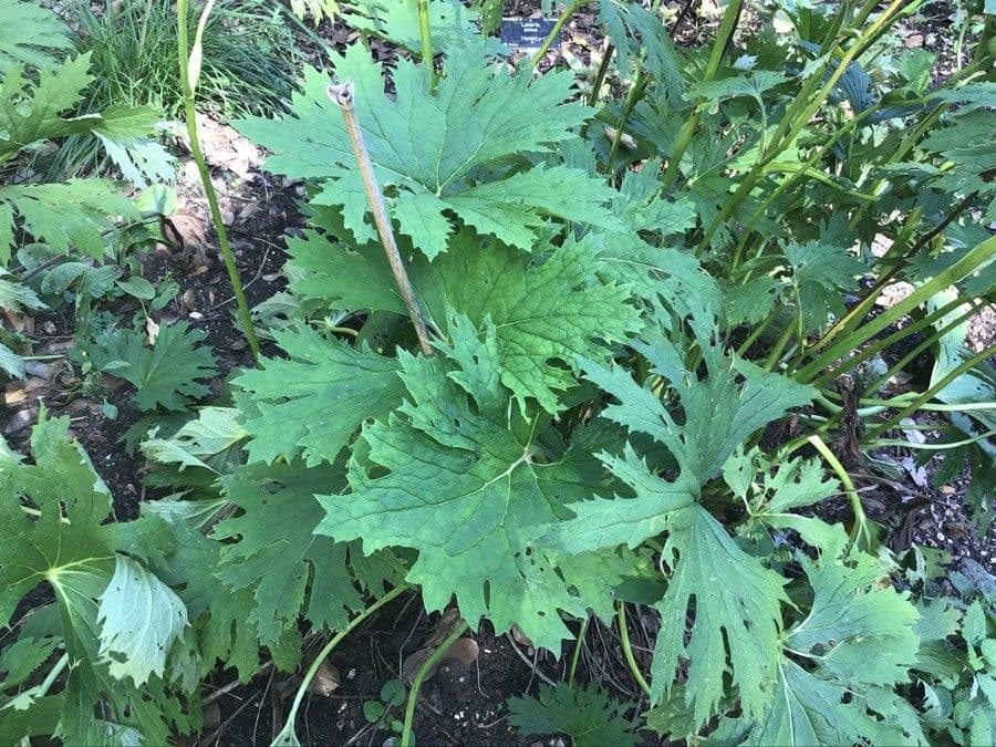 Ligularia giapponese 3
