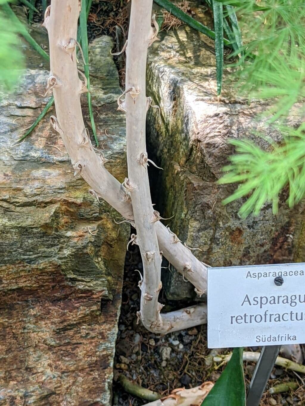 Asparagus 8