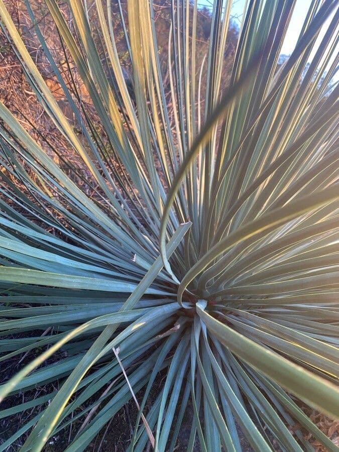 Whipples Yucca 13