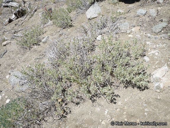 Salvia pachyphylla 8