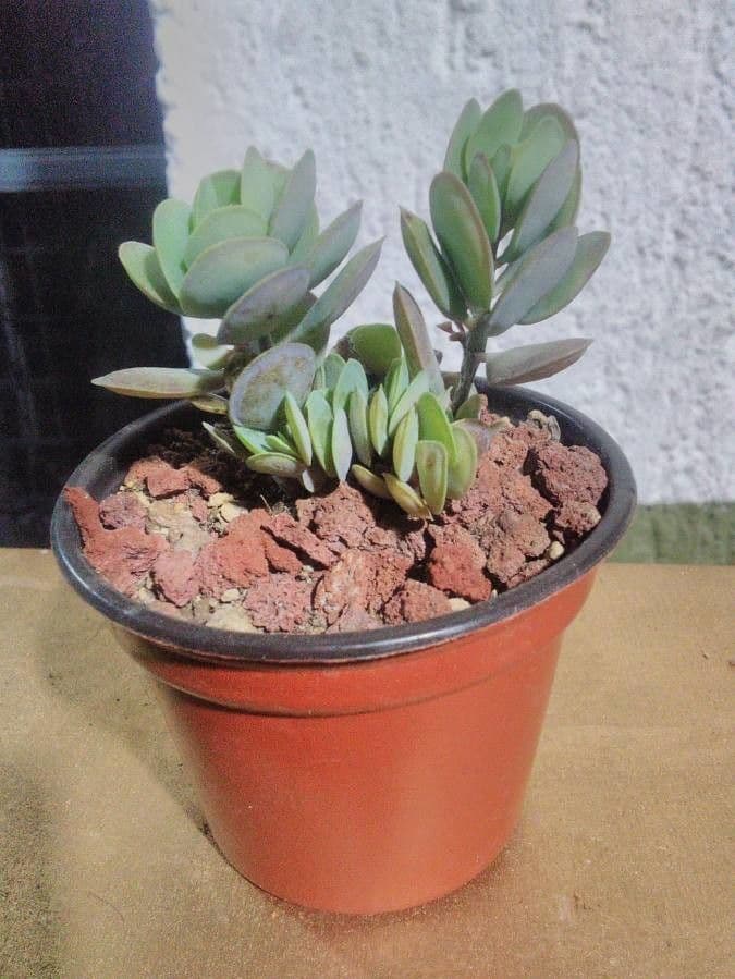 Rundblättrige Kalanchoe 6
