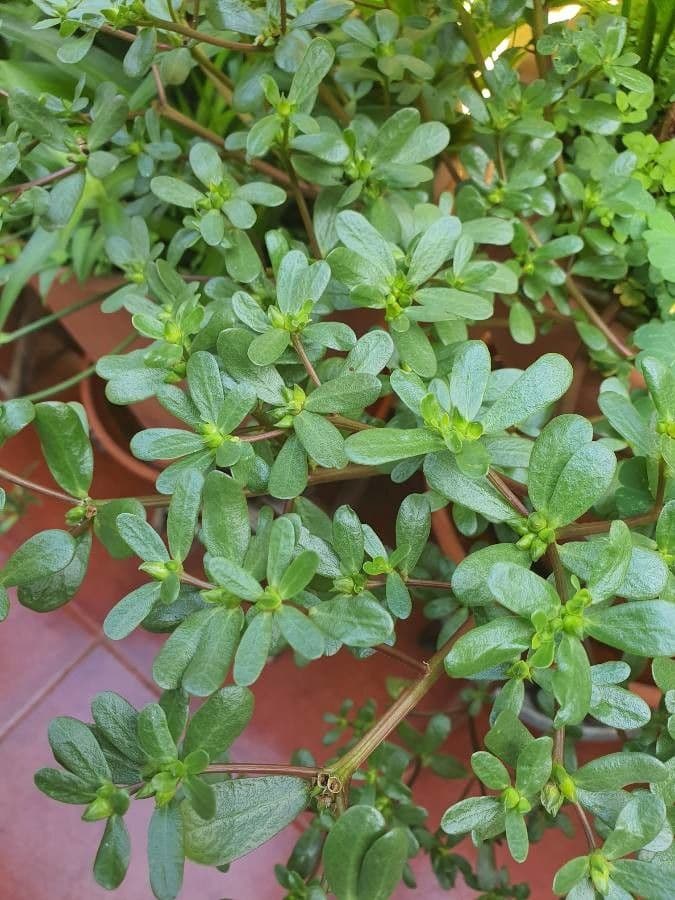 Porcellana comune 27