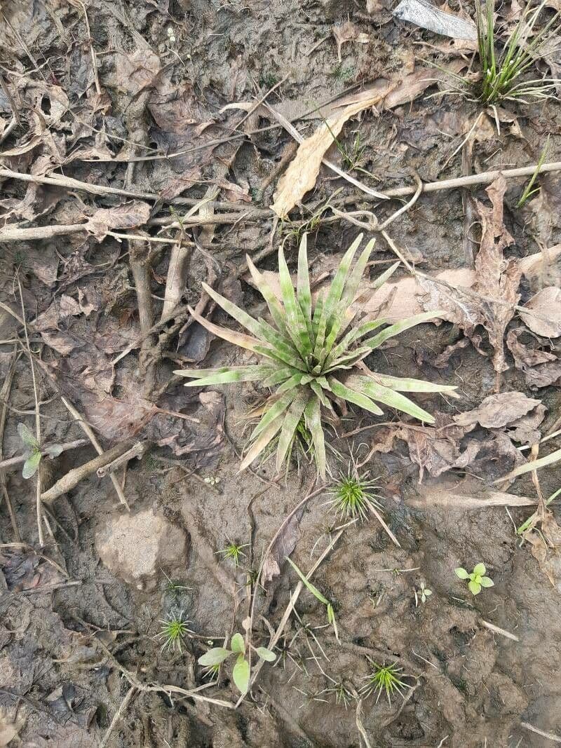 Eriocaulon 5