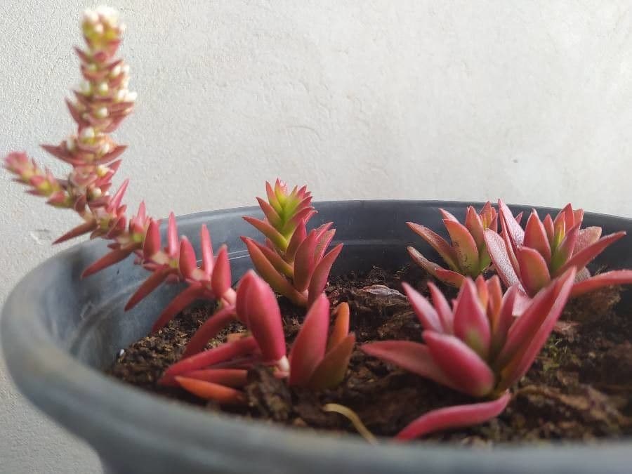 Crassula 6
