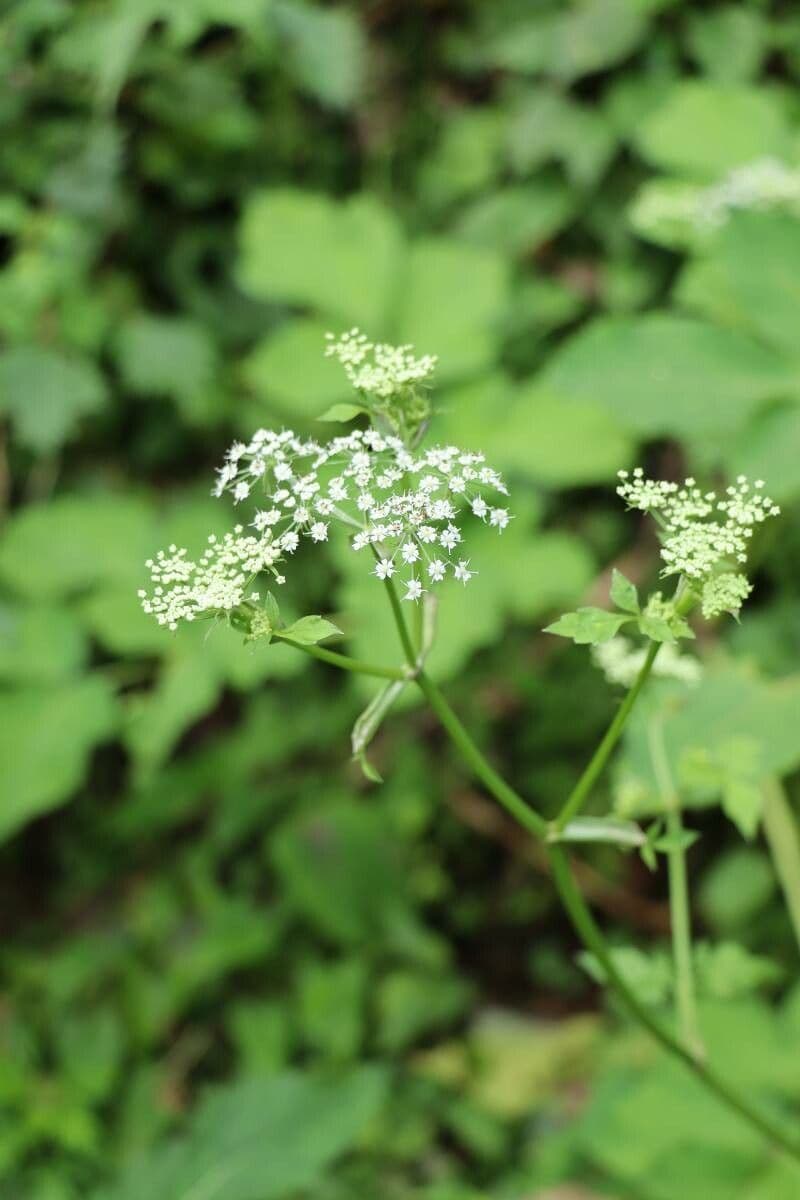 Ostericum sieboldii