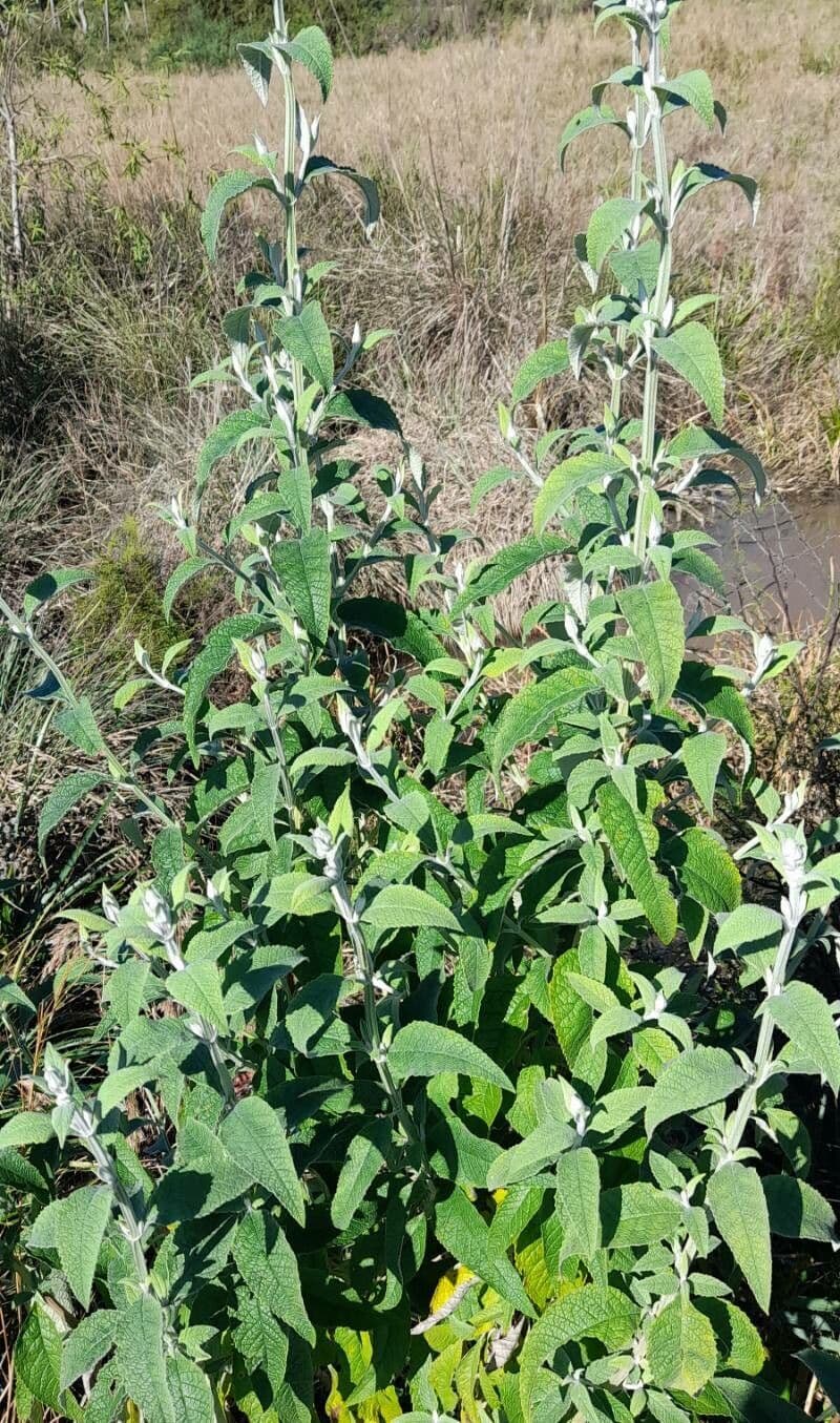 Buddleja stachyoides 8